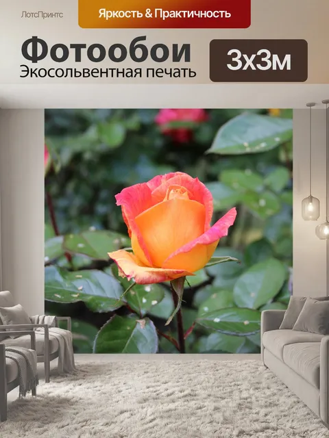Фотообои Розы