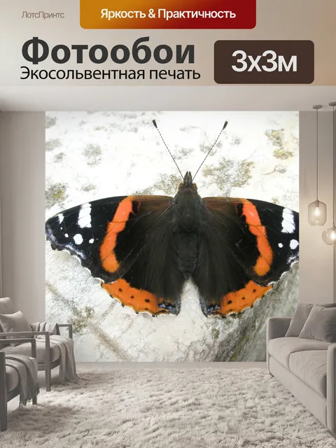 Фотообои Бабочка
