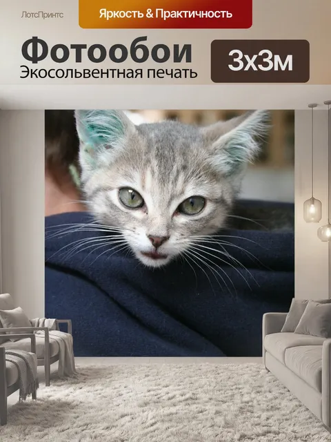 Фотообои Котенок