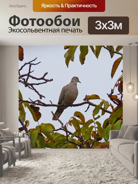 Фотообои Горлица