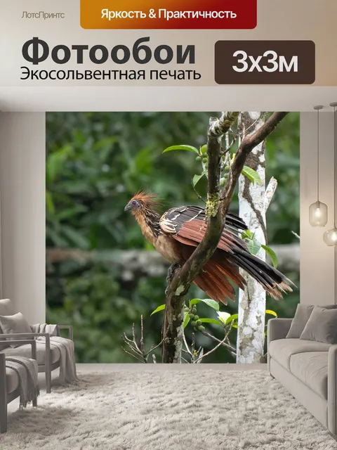 Фотообои Эквадор