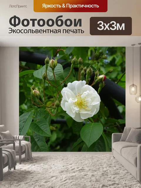 Фотообои Белая роза
