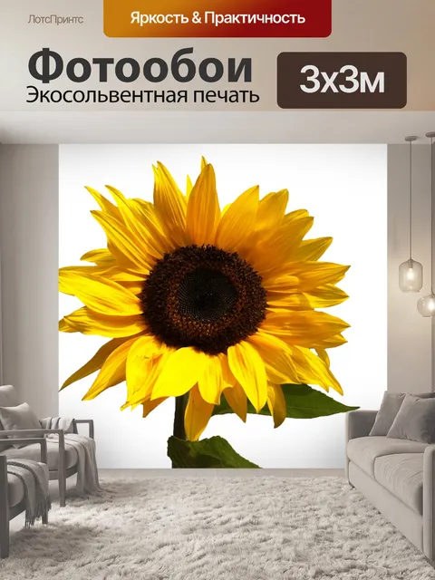 Фотообои Подсолнечник, изолированных на белом
