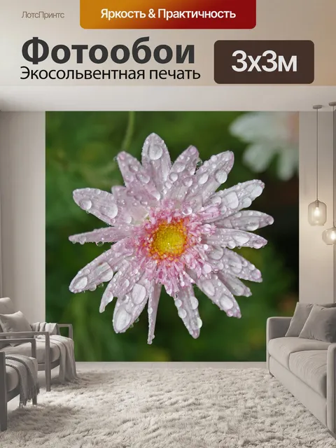 Фотообои капли воды на розовой маргаритке