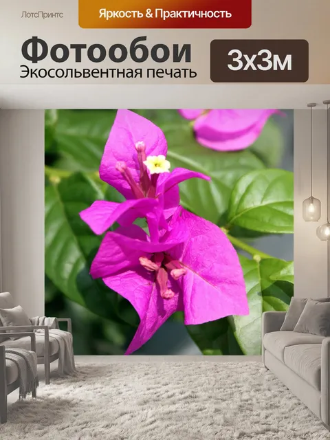 Фотообои Бугенвиль красный цветок