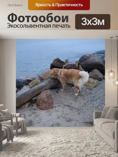 Фотообои Золотистый ретривер
