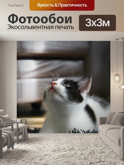 Фотообои котенок