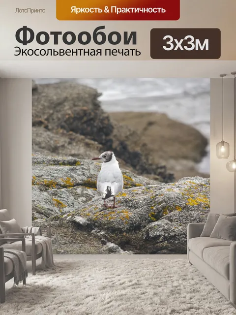 Фотообои Чайка на скалах