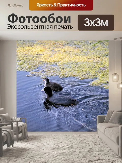 Фотообои Птицы
