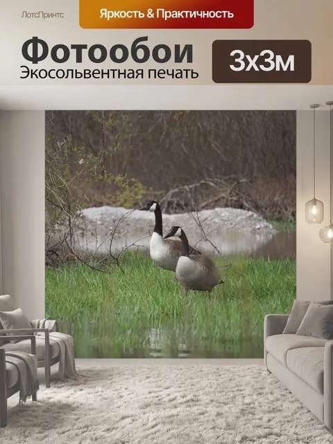 Фотообои Гусь
