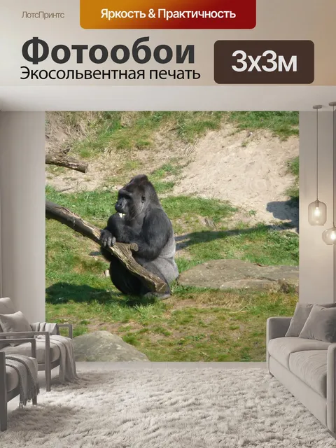 Фотообои Горилла