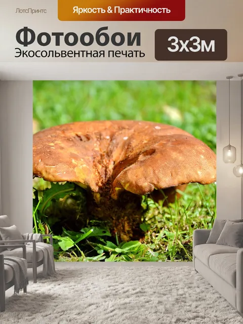 Фотообои Гриб