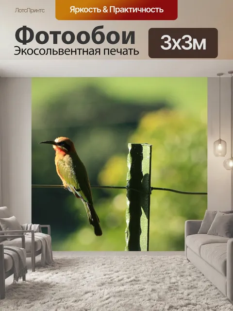 Фотообои Белый белолобый пчела людоед
