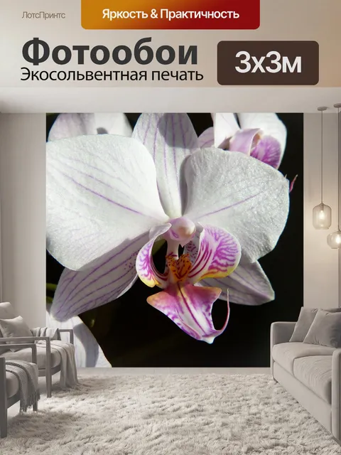 Фотообои Орхидея