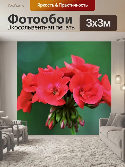 Фотообои Красные цветы герани и боке