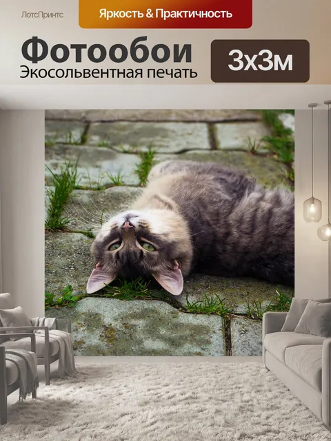 Фотообои Кот
