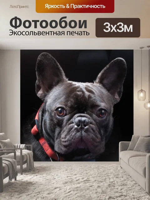 Фотообои Симпатичный французский бульдог