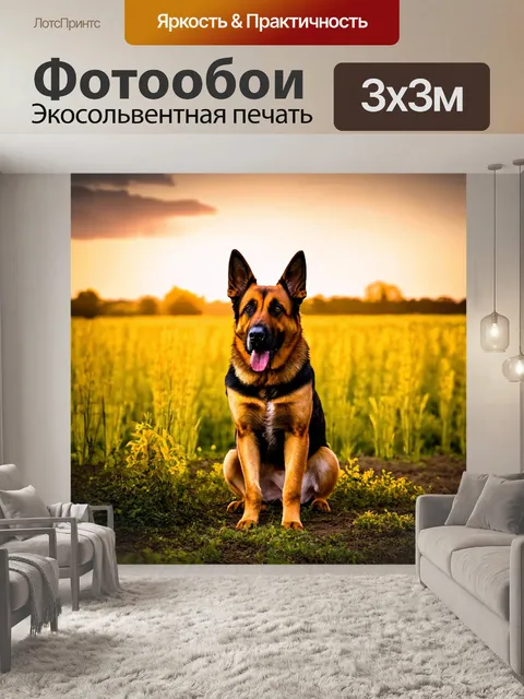 Фотообои овчарка, охраняющая ферму на закате