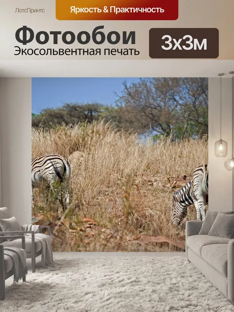 Фотообои зебра, пасущаяся в длинной зимней траве
