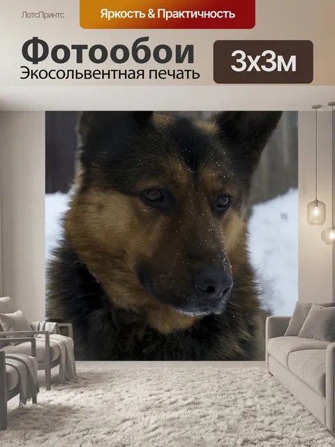 Фотообои Собака