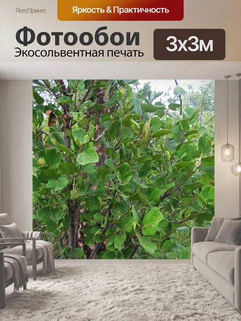 Фотообои большие зеленые листья на молодом дереве