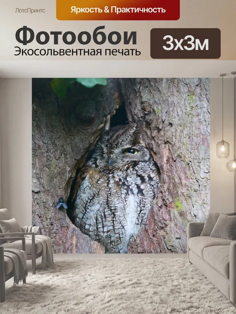 Фотообои Сова