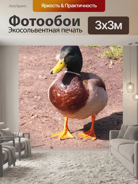 Фотообои Утка