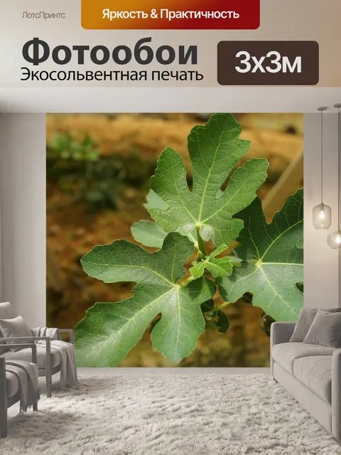 Фотообои Посадка инжира