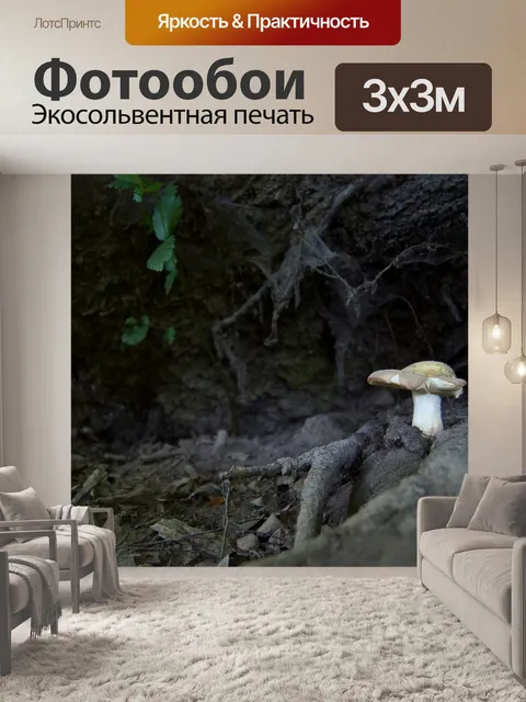 Фотообои Гриб