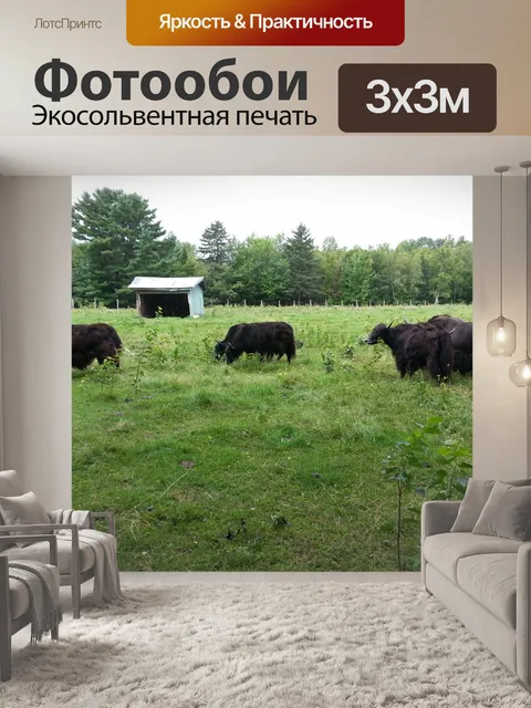 Фотообои Буйволы