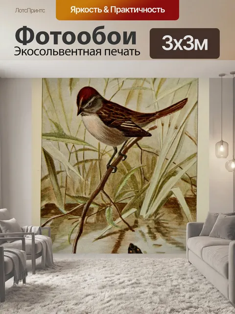 Фотообои Болотный воробей Мелоспиза грузинская