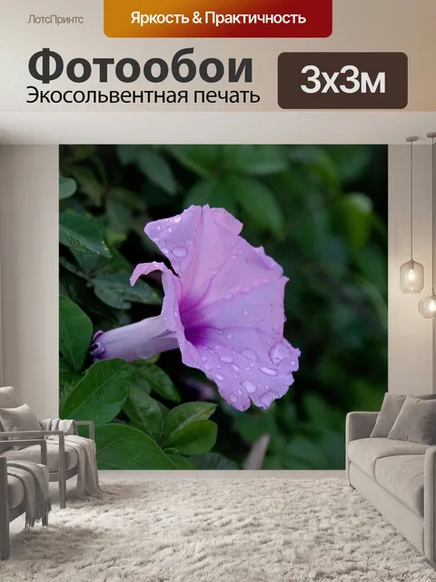 Фотообои Утренняя слава цветок в дождь