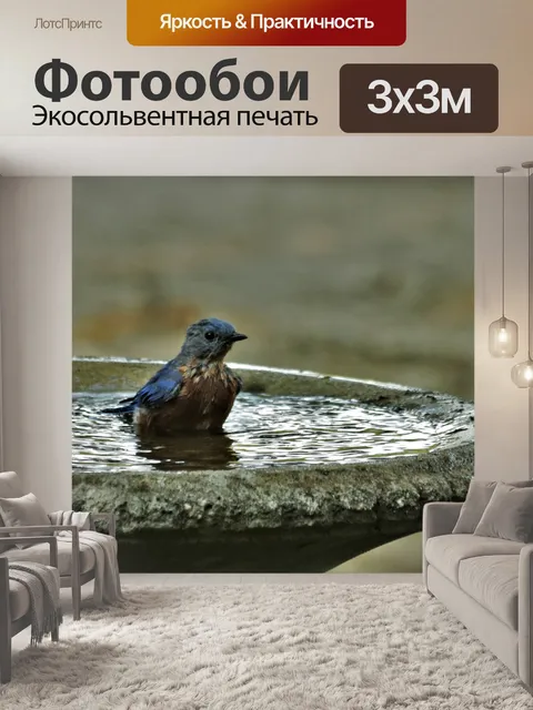 Фотообои Синяя птица в птичьей ванне