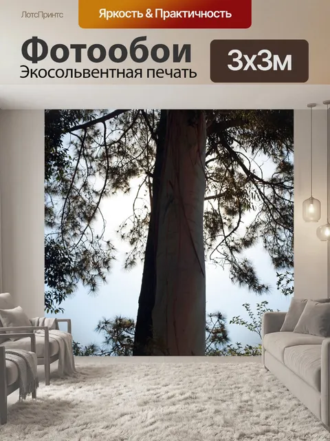 Фотообои высокий прямостоячий ствол эвкалипта