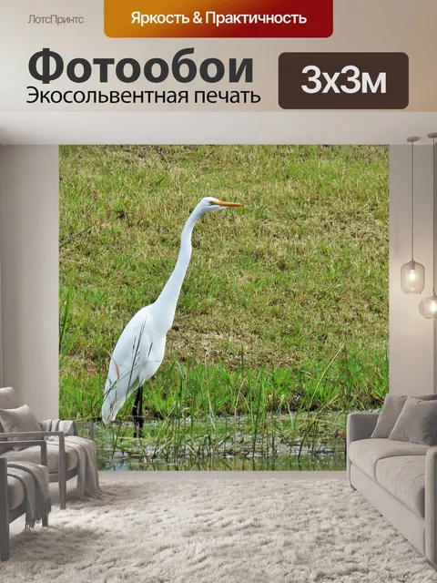 Фотообои Большая белая цапля крупным планом