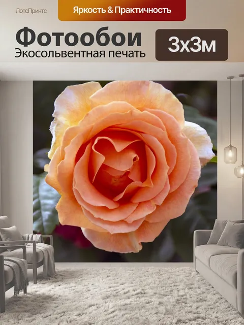 Фотообои Персиковая роза