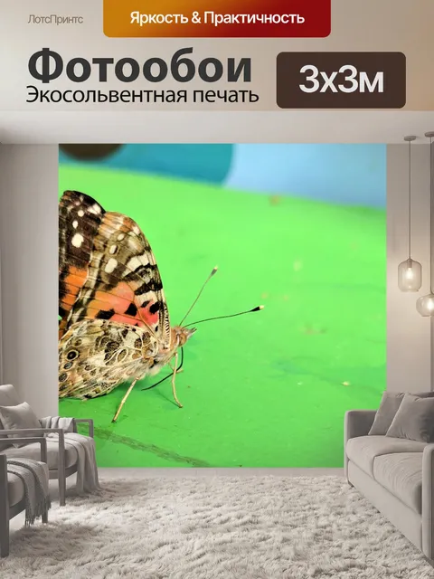 Фотообои Бабочка монарх