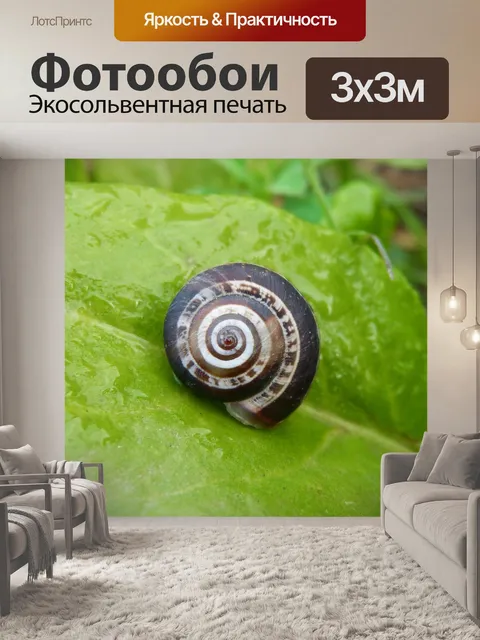 Фотообои Улитка
