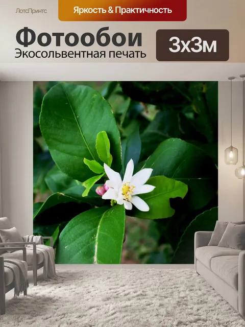 Фотообои лимон цвести