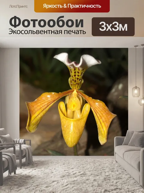 Фотообои Фото цветка орхидеи