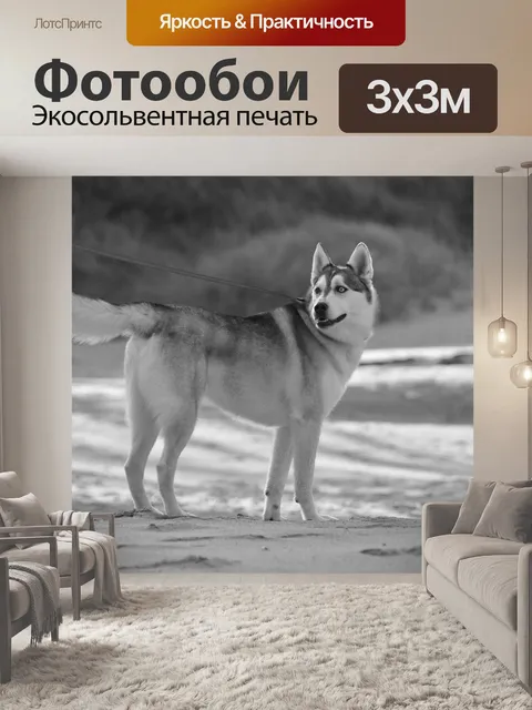 Фотообои Собака
