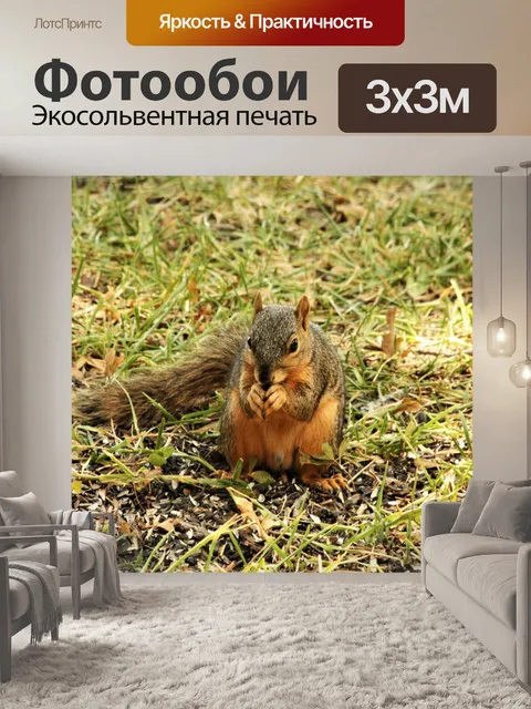 Фотообои Белка ест семена в траве