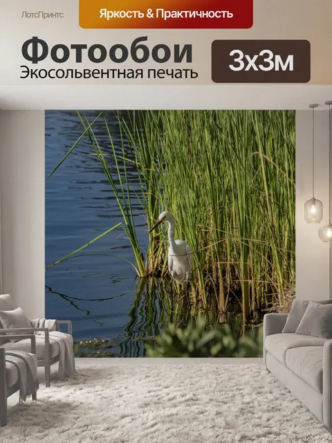 Фотообои Снежная цапля, стоящая в воде