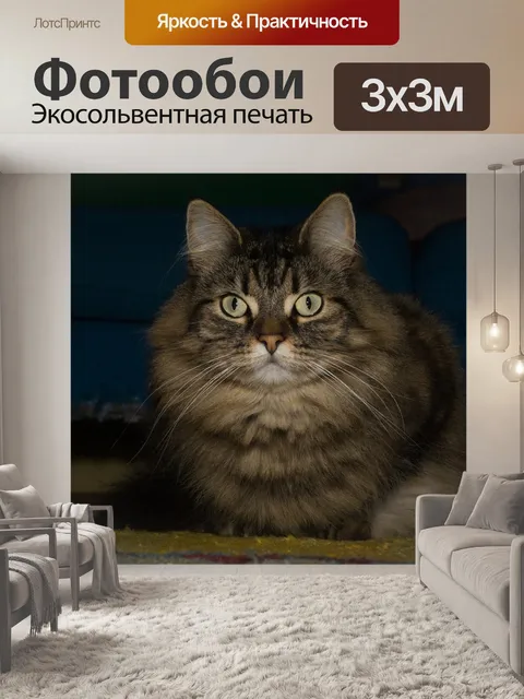 Фотообои Кот