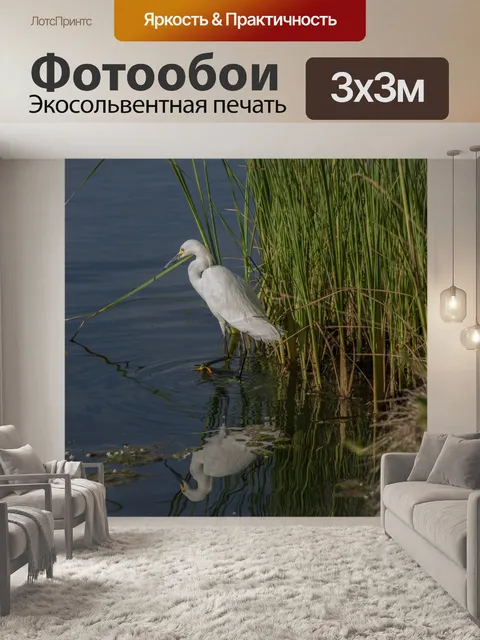 Фотообои Снежная цапля, стоящая в воде