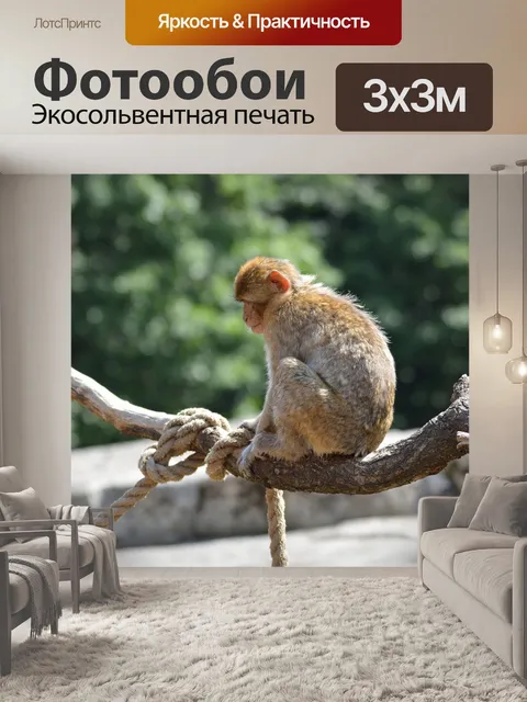 Фотообои Берберские обезьяны