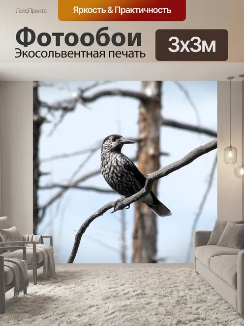 Фотообои Кедровка
