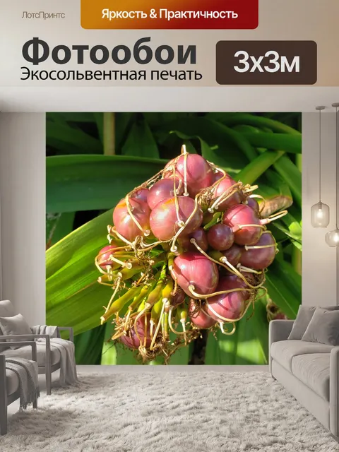 Фотообои Цветок лилии