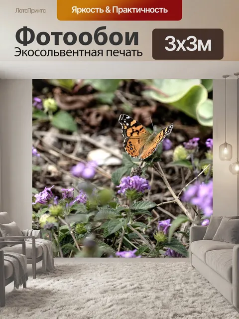 Фотообои Бабочка монарх