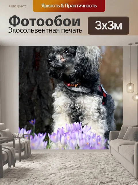 Фотообои Собака